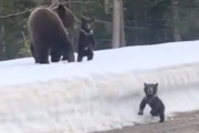 子熊は可愛いけど熊の親子に近づくのはこんなに危険！子熊を守るため車に突進するお母さん熊
