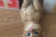 【ねこGIF】天井付近でつっぱり棒になった猫さん…役に立ってるかは謎ですねwww