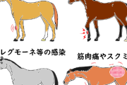 「怪我さえなければ最強馬」の中で最強の馬