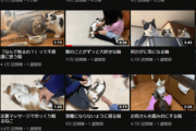 【画像】ネコ系Youtuberさん、なぜか一つだけ動画の再生数が爆上げしてしまうｗｗｗｗｗｗｗｗｗｗ