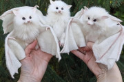 【画像】アルビノコウモリふわっふわでかわいいｗｗｗｗｗｗｗｗｗｗｗ