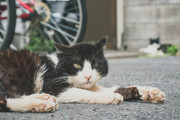 ネコ好きな友人は猫を見るたびに写真を撮る。ネコがいるからって普通に他人の家の庭とかも撮ってて引くんだけど…