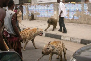 【画像あり】アフリカのペット事情が凄いｗｗｗｗｗｗｗｗｗｗｗｗｗｗ