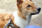 【動物】かわいくない？心ない声も…「雑種犬」ってそもそもどんな犬？気性や飼いやすさは？