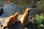 【ねこ画像】お気に入りの椅子にみっしり集合する猫さん達…おや？落っこちそうな子がいますねwww
