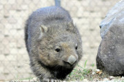 五月山動物園にウォンバットが仲間入り　大使の与田祐希さんが紹介
