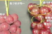 【農業】高級ブドウの韓国流出防げ　石川県が国と初の連携協定