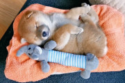 【動画】柴犬の子犬の寝顔が可愛すぎると話題に（海外の反応）