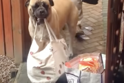 犬「ご主人！！それ手伝うわん！」荷物運びを手伝うワンちゃんが偉すぎる！