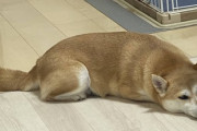 【クイズ】うちの犬は臭いか臭くないか