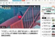 【宮城】「熊だ！」→デブ猫でした　「今度こそ熊だ！」→木でした