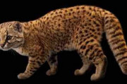 南米の小さなヤマネコ「コドコド」を知ってますか