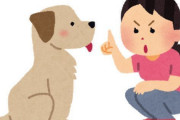 【悲報】妻の『犬の叱り方』が独特すぎるｗｗｗｗｗ