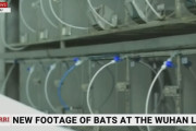 【武漢研究所】コロナ研究所流出説を裏付けるコウモリ動画 ※WHO調査団の調査官(2020年12月)「研究所には絶対にコウモリはいなかった」と報告