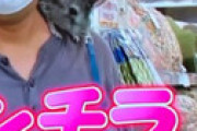 【画像】 「ヒルナンデス」 大量のペット連れた一般人が炎上 「普通に虐待」「チンチラのハーネス着用は命に関わる」「テレビって本当に無責任・・」