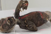 韓国人「全世界が驚愕した日本で発見された『人魚のミイラ』の正体が明らかに‥（ﾌﾞﾙﾌﾞﾙ」米英の教授が分析　韓国の反応