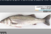 町山智浩「７日福島沖で取れたスズキが基準値超え。いったん排水止めて」　ハフポ「放出前の記事です」