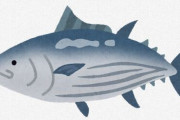 【朗報】例年の３倍も…関東の海で“カツオ爆釣れ”　要因は「海温上昇」と黒潮の流れ方に