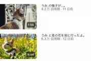 【衝撃】たまたま海で溺れていた猫を拾ったYouTuberの現在がこちら