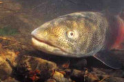 幻の魚イトウ、7河川に生息か　北大、水からDNA検出　推計二千匹