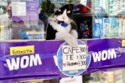 【ねこ画像】キリッと店番中のお仕事猫さんたち…あれ？居眠り中の子もいるようですwww