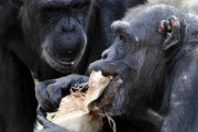年取るほど「大切な友達優先」 チンパンジーと人間に類似性 研究