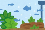 【急募】メダカに負けた熱帯魚が再ブームになる方法