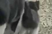 子ネコがとことこ歩いていた。大好きなママと一緒にどこいくの？ → かわいい毛玉はこんな感じ…