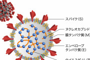 【コロナ】心臓へのダメージに懸念「スパイクタンパク質」が原因か？