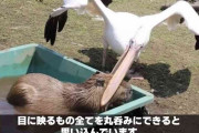 笑える画像とGIF