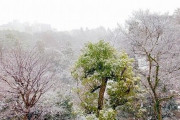 【速報】東京、雪