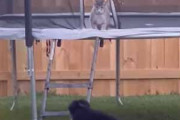 うちのネコと犬はとても仲良し。裏庭のトランポリンで猫が遊んでいた → 後から犬が参加します…