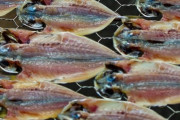 好きな魚一種類だけ一生食べ放題なら何選ぶ？