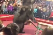 【動画】ヒグマ、サーカスの本番中に突然本能のスイッチが入るｗｗｗｗｗｗｗｗｗ