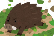 クソ田舎に引っ越してきたけど猪が外歩いてた…
