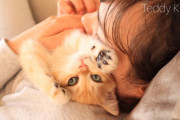 ブリティッシュショートヘアの子猫によるセラピー第二弾！不安な気持ちを解消しましょう