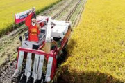 【韓国農村振興庁】「コシヒカリ」などの日本の稲の品種、国産に完全代替