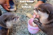 海外「その調子！」世界を癒す？日本のペットカワウソたち、キャンプ場で仲直り作戦！？
