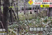 「ダメだクマだ」 住宅地に近い森で動画撮影中、ヒグマ4頭が出没