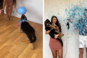 ジェンダーリビールパーティーで赤ちゃんの性別を予想するワンちゃん！見事的中なるか！？