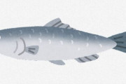 「ニシン」とかいう名前は聞くけど食った事ない魚ｗｗｗｗｗｗｗｗｗｗｗ