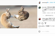 【無断利用で炎上】極楽とんぼ・山本圭壱がうさぎ写真をインスタに転載
