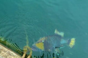 【動画】沖縄の海を泳いでる魚が怖い
