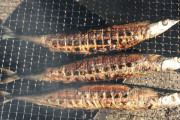 【悲報】江戸時代に食っても美味いもの、焼き魚くらいしか無いｗｗｗｗｗ