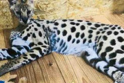 【静岡】脱走17日目、サーバルキャットを捕獲　飼育の家から約1キロ