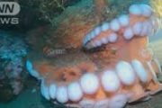 【速報】“世界一大きいタコ”撮影に成功→サムネが歯茎にしか見えないと話題にwww