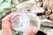 【動画】小さなカップ一つで巨大なハチを捕らえてしまう男がすごいｗｗｗ
