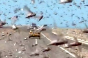 【動画】西サハラを走る車が記録したイナゴの超大群がきもい(@_@;)