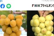 盗む物なんて何もない国だったんだが　～　日本の“ぶどう”品種をパクった韓国農家を直撃「日本は日帝時代に韓国の品種をたくさん盗んだ」