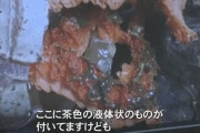 とにかく臭い珍キノコ「アンドンタケ」島根で発見　「ぼっとん便所のような強烈な臭い」